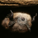 Bat suspected to have white-nose syndrome