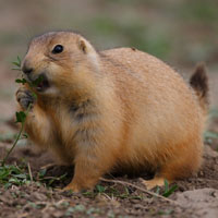 Prairie dog