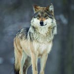 Gray wolf