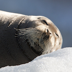 Bearded seal