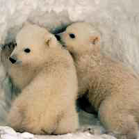 Polar bear cubs