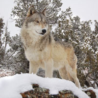 Gray wolf