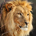 African lion