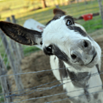 Donkey