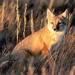 Swift fox