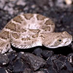 Western diamondback rattlesnake