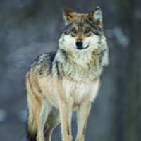 Gray wolf