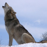 Gray wolf