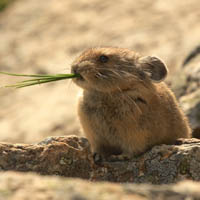 Pika