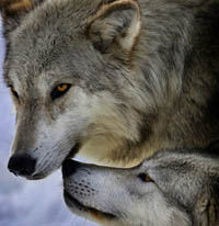 Gray wolves