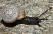 Mohave shoulderband snail