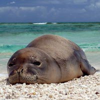 Hawaiian monk seal