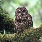 Northern spotted owl