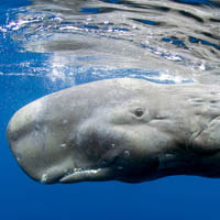 Sperm whale