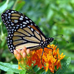 Monarch butterfly