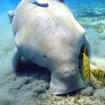 Dugong