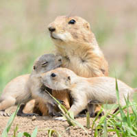 Black-tailed prairie dogs