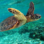 Green sea turtle