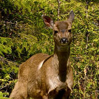 Sitka black-tailed deer