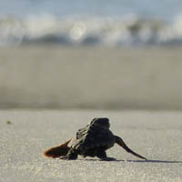 Loggerhead sea turtle