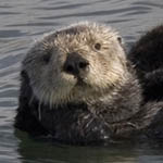 Sea otter