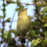 Willow warbler
