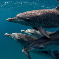 Atlantic spotted dolphins