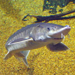 Atlantic sturgeon