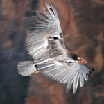 California condor