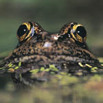 California red-legged frog