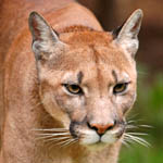 Florida panther