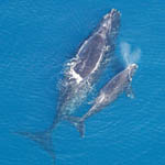 North Atlantic right whale