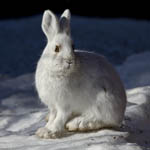 Snowshoe hare