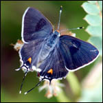 Bartram's scrub-hairstreak