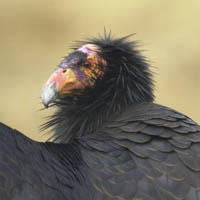 California condor