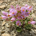 Graham's beardtongue