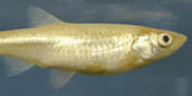 Sharpnose shiner