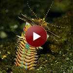 Bobbit worm