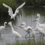 Egrets