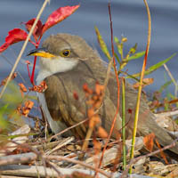 Yellow-billed cuckoo