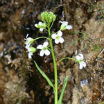 Arabis soyeri