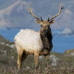 Tule elk