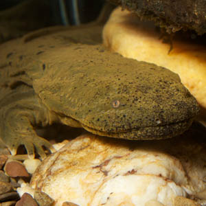 Hellbender