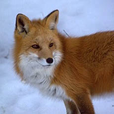 Sierra Nevada red fox