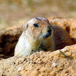 Prairie dog