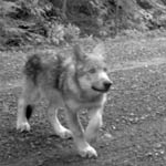 OR-7 wolf pup