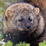 Pacific fisher