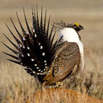 Sage grouse