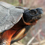 Wood turtle