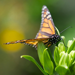 Monarch butterfly